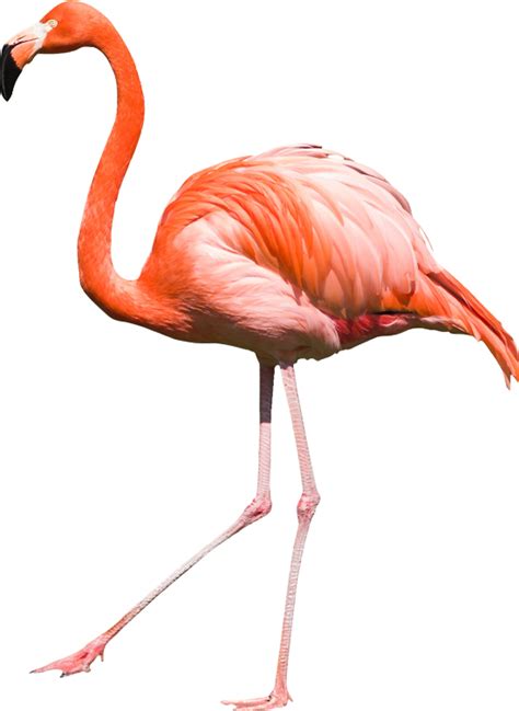 Flamingo Png