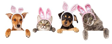 Easter Pet Photo Fundraiser At Webster Petaver Verona Street Animal