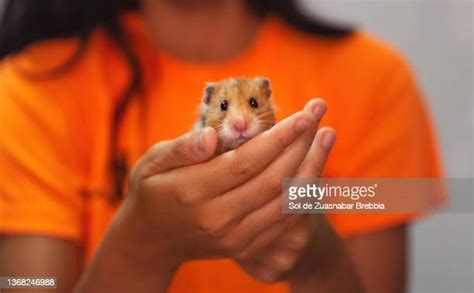 Beautiful White Hamster Photos And Premium High Res Pictures Getty Images
