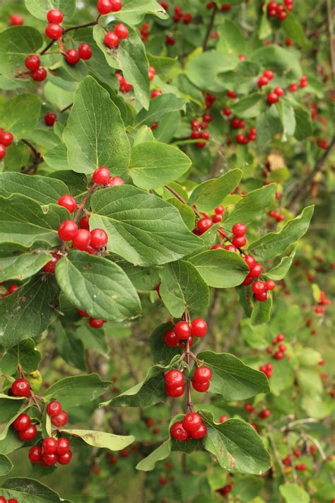 Bush Honeysuckle Red Berries Free Stock Photo Public Domain Pictures