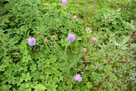 Field Scabious Invasive Species Council Of British Columbia