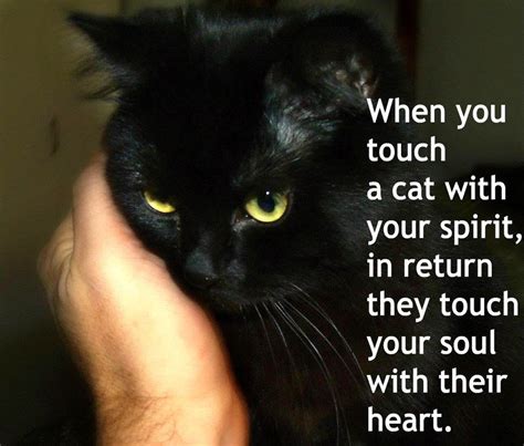 Cats Hugging With Quotes Quotesgram