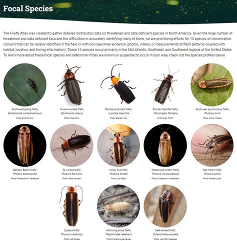 New Firefly Atlas Will Put Beloved Beetles On The Map Xerces Society