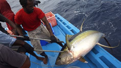 To Save Indian Ocean Yellowfin Tuna From Overfishing Managers Must Act