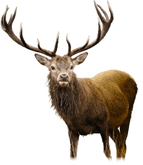 Collection Of Deer Png Hd Pluspng