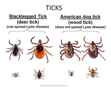 The 25 Best Deer Tick Bite Ideas On Pinterest Lyme Disease Tick
