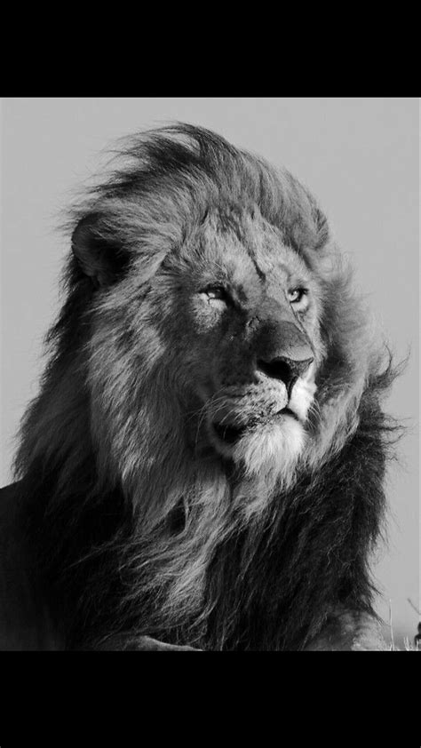 Animal Sketches Animal Drawings Big Cats Cool Cats Black And White
