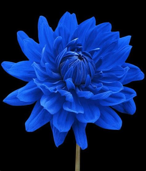 10 Amazing Blue Flowers Flores Exóticas Flor De Dalia Flores Bonitas