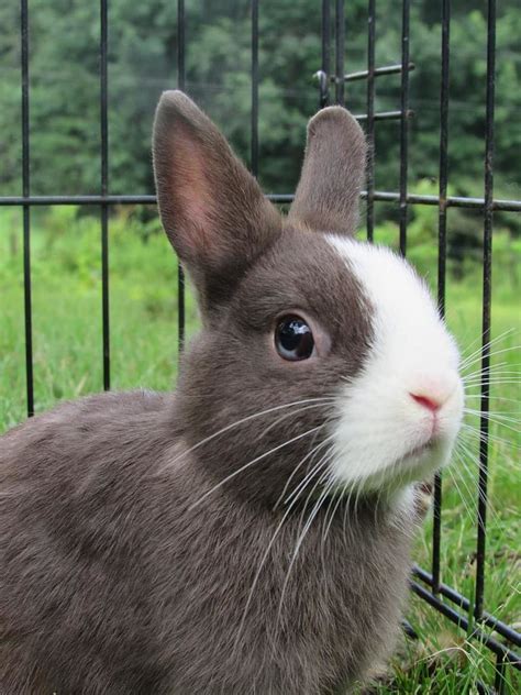 Netherland Dwarf Rabbit Top Facts And Breed Guide