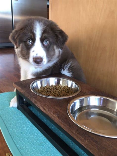 San Diego Ca 10 Mo Red Australian Shepherd Puppy For Private Adoption