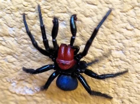 Central Australia Spiders Ausemade