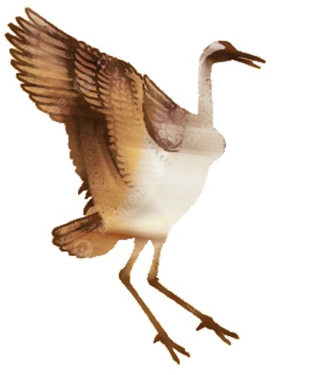 Crane Bird Crane Birds Animal Png Transparent Image And Clipart For
