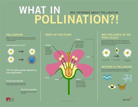 Do all flowers need bees? Pollinator Party Pollination Infographic on Behance ...