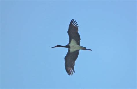 Ceredigion Birds Black Stork Tregaron