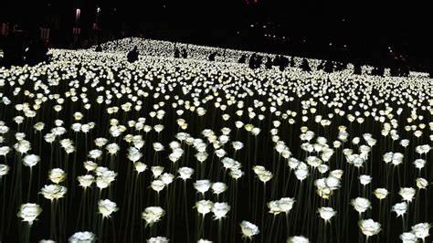 27000 Illuminated White Roses Will Light Up Grosvenor Square This