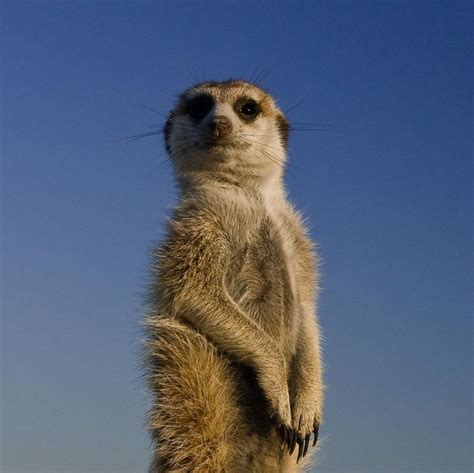 Meerkat Naturerules1 Wiki Fandom