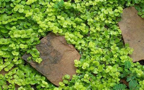 Buy Creeping Jenny Lysimachia Aurea For Sale Online From Wilson Bros