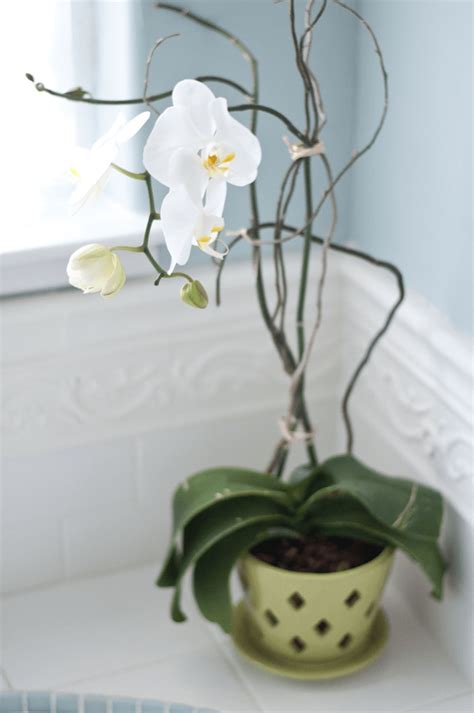 Care Of Orchids After Flowering