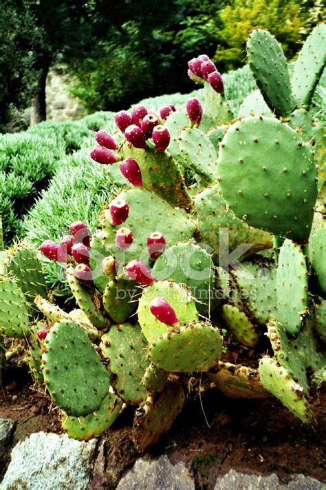Huge collection, amazing choice, 100+ million high quality, affordable rf and rm images. Prickly Pear Cactus Stock Photos - FreeImages.com
