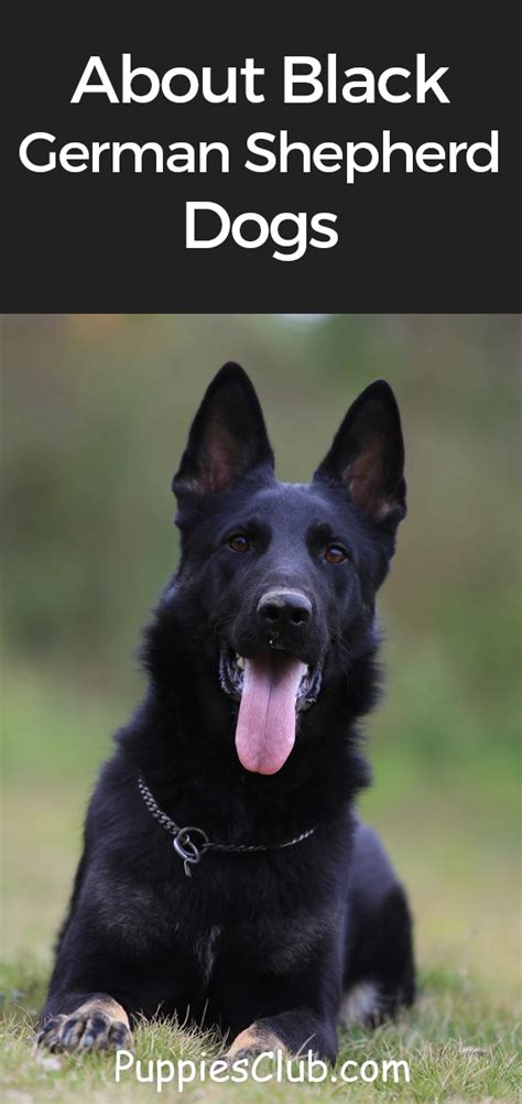 Black Sable German Shepherd Black Shepherd German Shepherd Names