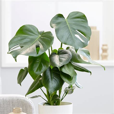 This unusual plant was once trendy as a houseplant in the 1980s and is now experiencing something of a revival in. Buy Medium 40cm - swiss cheese plant Monstera deliciosa ...