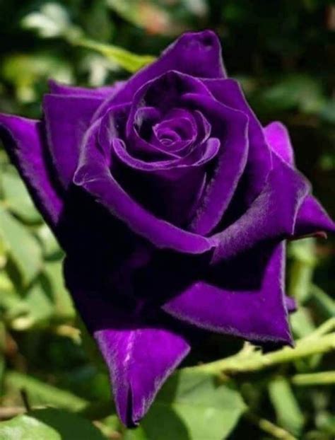 Pin By Shahrokh Joudi On Цветок Beautiful Rose Flowers Purple Roses