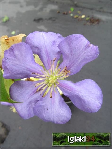 Powojnik botaniczny purple spider (clematis 'purple spider') opis ogólny: Clematis Fujimusume - Powojnik Fujimusume - niebieskie ...