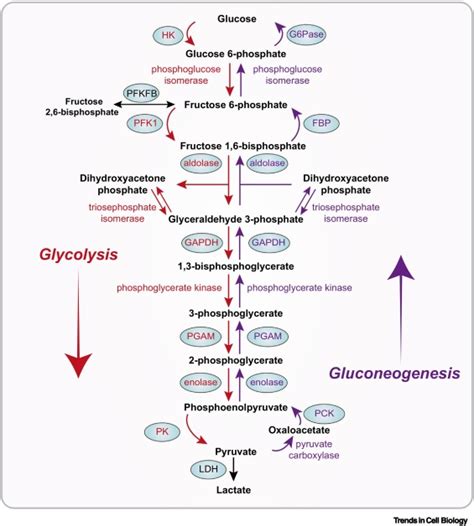 Regulation Of Gene Expression By Glycolytic And Gluconeogenic Enzymes