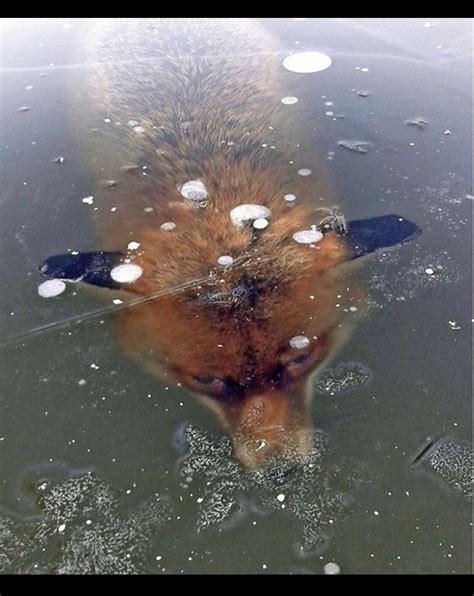 A Fox Frozen Under A Lake Morbidlybeautiful