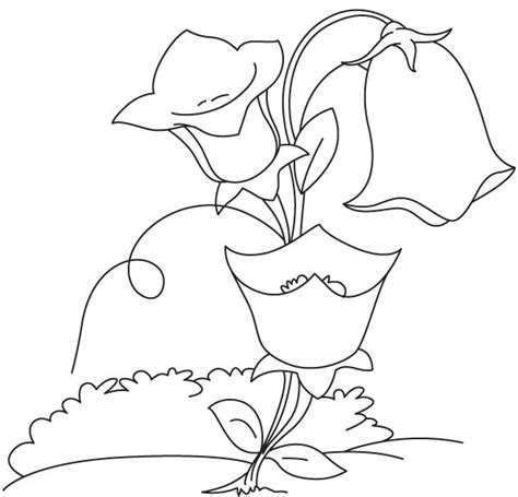 Blue Bell Flower Coloring Pages