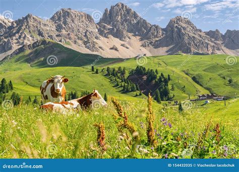 Scenic Alps With Cow On Green Field Stock Image Image Of Cattle Alps