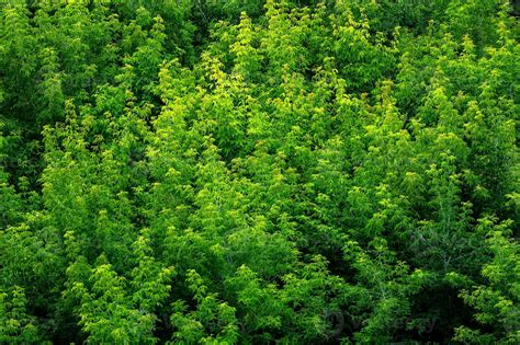 Top Of Summer Green Ash Tree Forest Solid Foliage Pattern Background