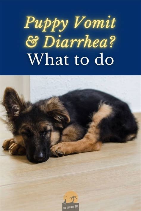 Puppy Diarrhea And Vomiting Causes And How To Treat It Sick Puppies