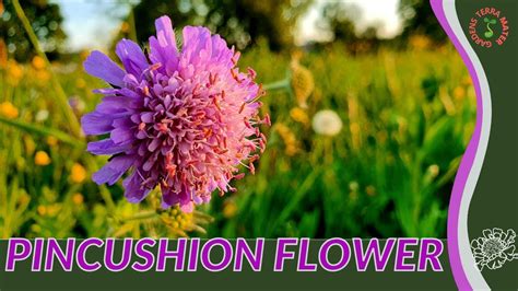 Pincushion Flower Information And Growing Tips Scabiosa Columbaria