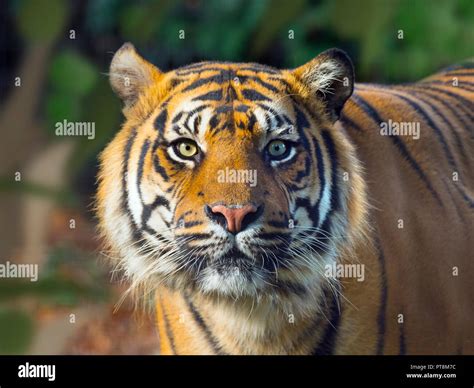 Sumatran Tiger Panthera Tigris Sondaica Captive Stock Photo Alamy