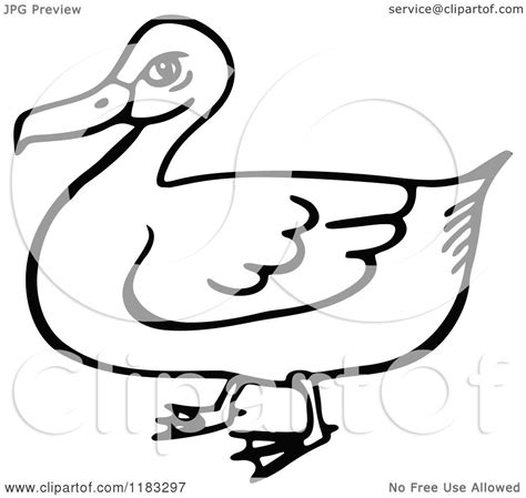 Clipart Of A Black And White Duck Royalty Free Vector