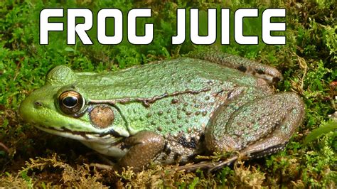 Frog Juice A Popular Peru Elixir Youtube