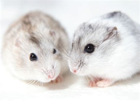 What Type Of Hamster Should You Get Petmd