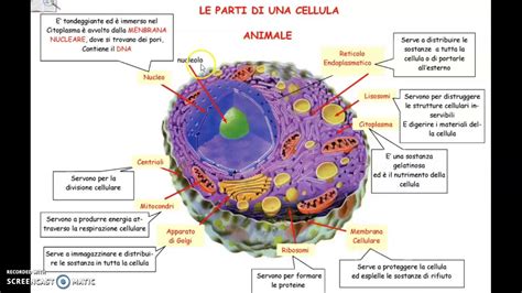 Diagramma Di Cellule Vegetali E Cellule Animali Per Bambini