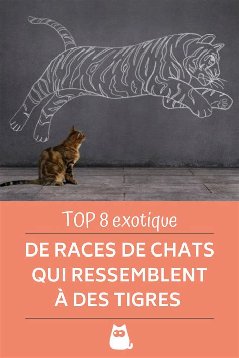 Races De Chats Qui Ressemblent Des Tigres Top Avec Photos