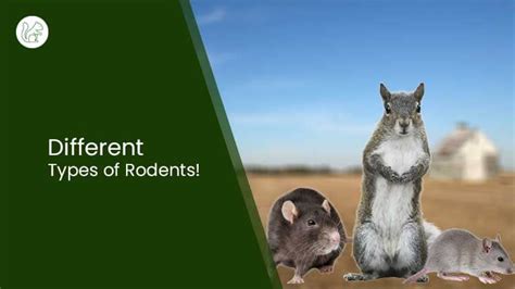 Different Types Of Rodents All You Need To Know