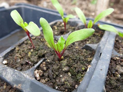 Beet Seedlings In Cell Pack Stock Photo Image Of Soil Plant 37860208