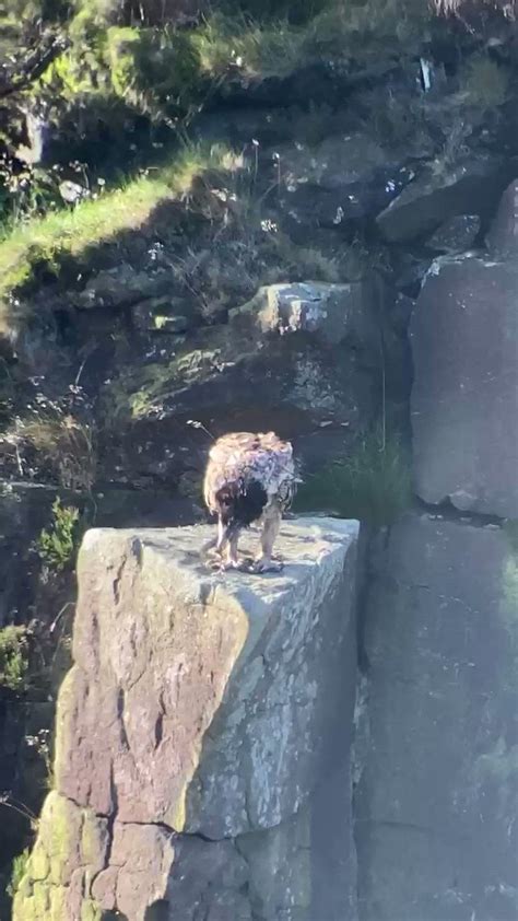 Birdwatchers Flock To Peak District After Rare Sighting Of Bearded Vulture In Uk Environment