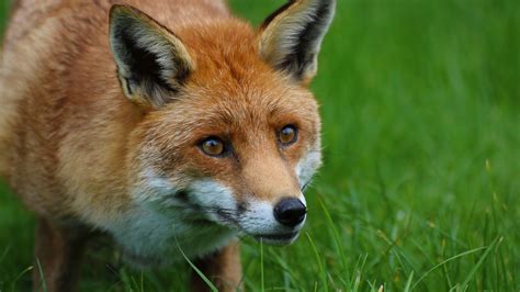 93 photos · curated by gabby orcutt. Download wallpaper 3840x2160 fox, predator, animal, orange ...