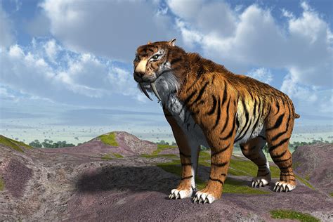 Saber Tooth Tiger Digital Art By Nelson Nieves Fine Art America