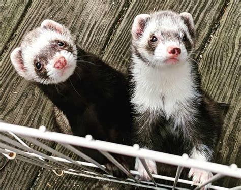 The best you can hope for is that you can persuade them to use a litter tray placed where they decide. Do Ferrets Make Good Pets? | Critters Aplenty
