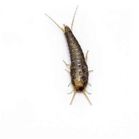 Silverfish A Silverfish Lepisma Saccharina Is A Small P Flickr