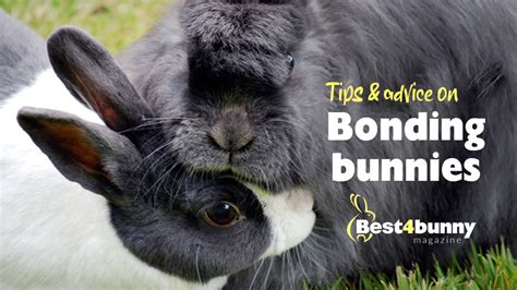 Bonding Rabbits How To Bond Your Bunnies Best4bunny