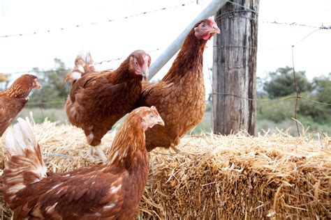 New Registration Requirements For Poultry Owners And Abattoirs Agriculture And Food