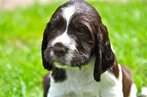 We breed for temperament, health and conformation. MUPTIES ENGLISH SPRINGER SPANIEL: Puppies explored the ...